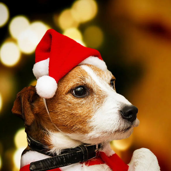 Christmas Flannel Plush Pet Hats Decorations Wholesale Gooddiy