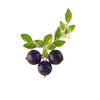 Women's Alloy Fruit Blueberry Electroplated Brooch Fashion Accessories